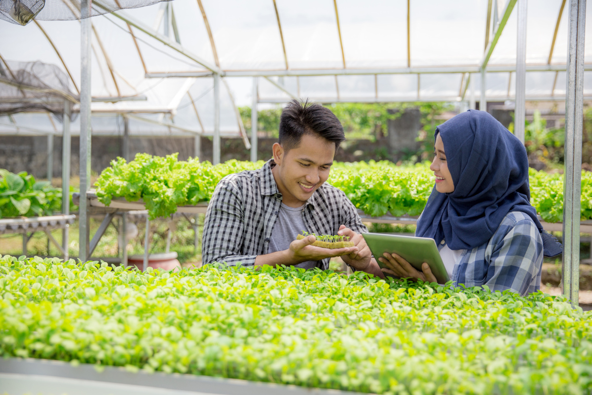 Two researchers inspecting seedlings on a tablet in a greenhouse